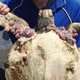 A green sea turtle stricken with fibropapillomatosis (Image: Karina Jones/James Cook University)